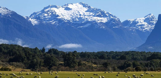 ピュアなはちみつを育む！ニュージーランドの大自然をご紹介