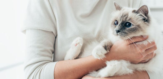 マヌカハニーは猫の口内炎に効果が？猫への与え方や量など注意点をご紹介