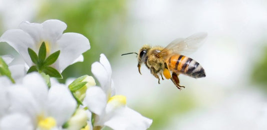 マヌカの花からマヌカハニーを集める蜂について教えて！